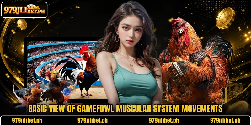 Basic view of gamefowl muscular system movements